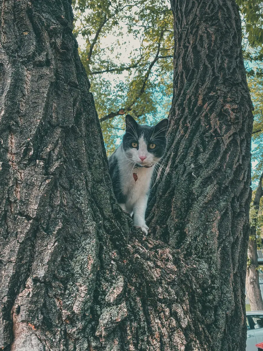 The Ultimate Guide to Indoor & Outdoor Pet Camera Placement for Singapore Homes (2025)